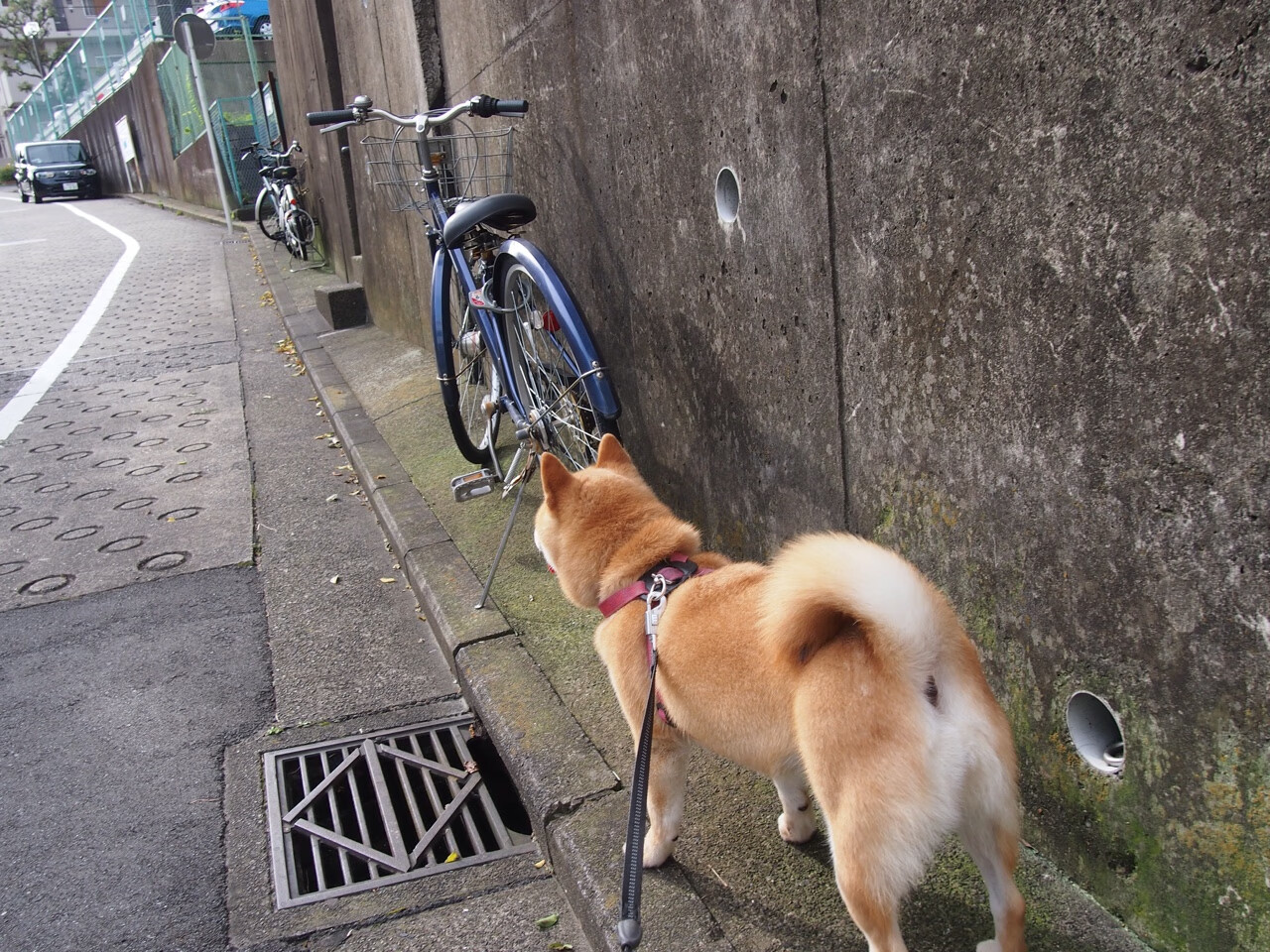 意甲：拉齐奥客场取胜，以大胜之势冲击前四，意甲拉齐奥独家赞助商